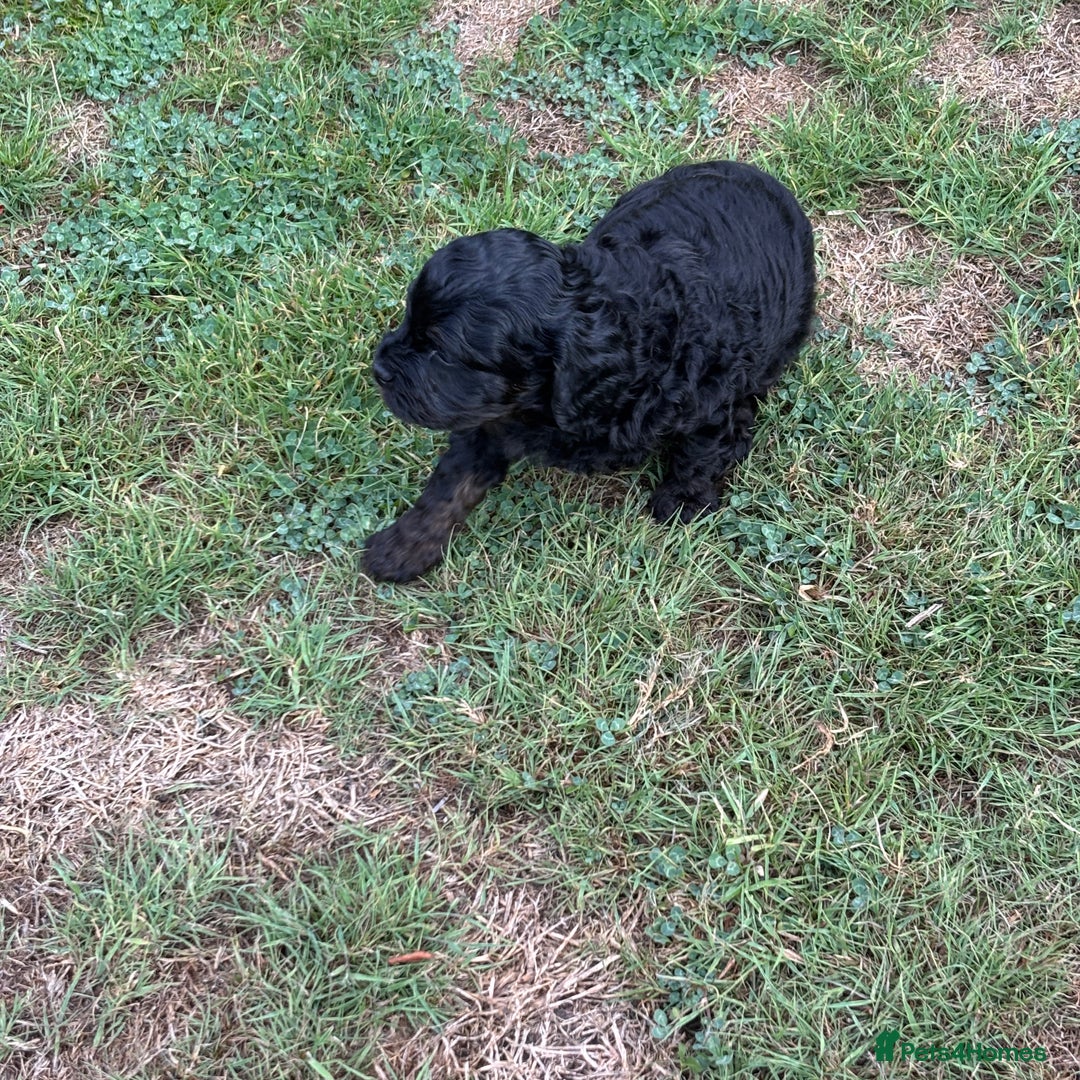Cavapoo dogs for sale: LAST Black (tan paws/muzzle) F1 Cavapoo Dog Puppy - Image 6