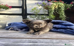 Chihuahua dogs for sale: Female fluffy girl Chihuahua 💕💕💕 - Image 3