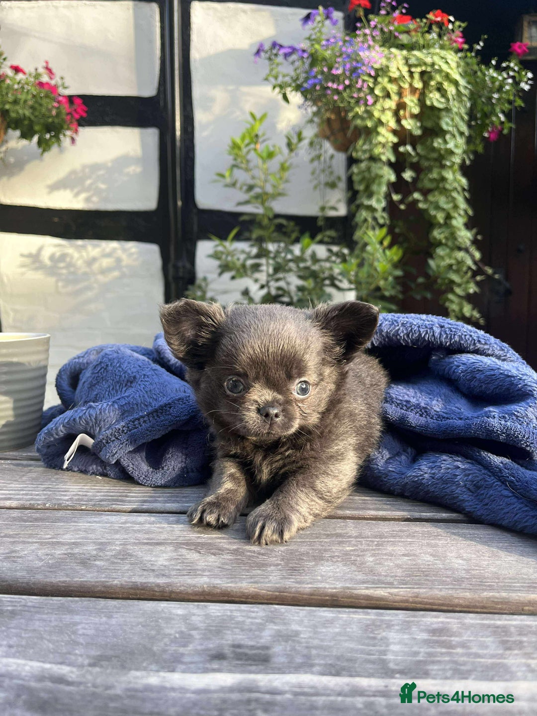 Chihuahua dogs for sale: Female fluffy girl Chihuahua 💕💕💕 - Image 3