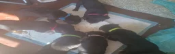 Mixed Breed dogs for sale: Beautiful patterdale X collie puppies  in Fordingbridge - Advert 8
