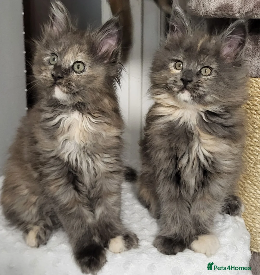 Maine Coon cats for sale: GCCF - Maine Coon Kittens - Advert 3