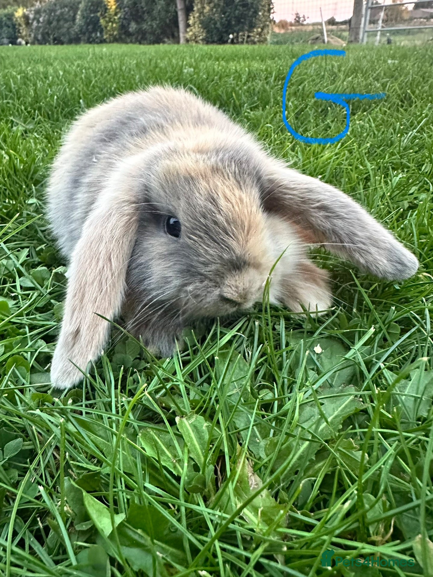 Mini Lop rabbits Mini Lop Rabbits For Sale  - Advert 2