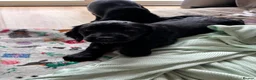 Mixed Breed dogs for sale: 2 girls, 1 boy. Springador puppies  - Advert 14