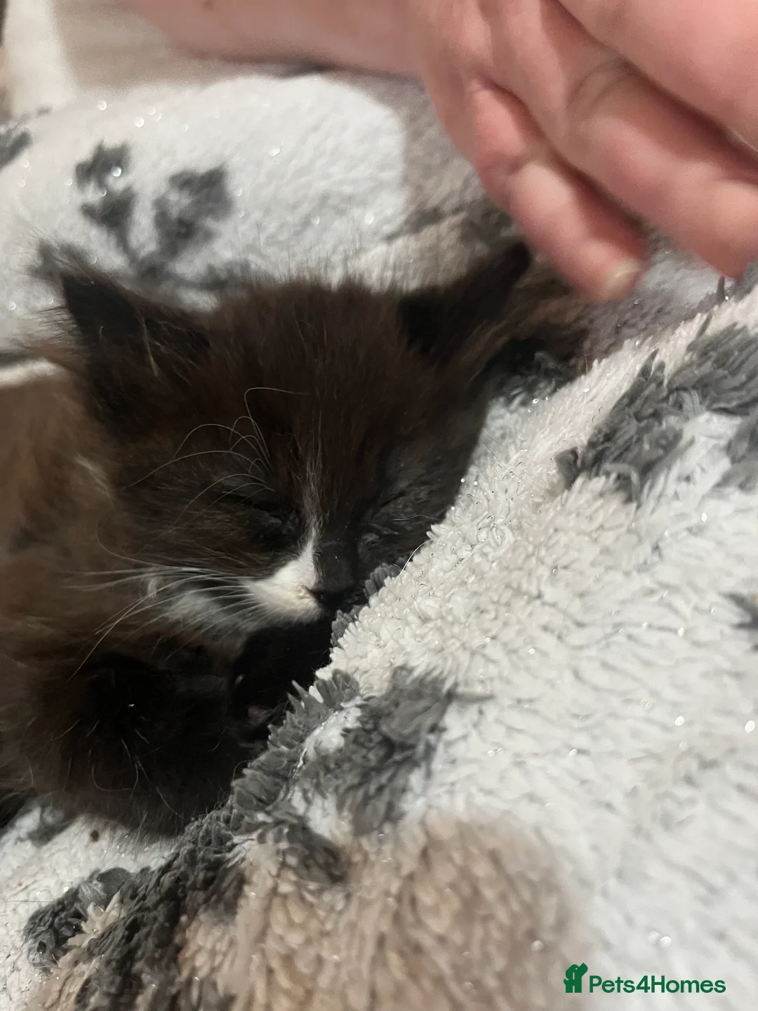 Mixed Breed cats for sale: 4 half ragdoll kittens  - Advert 8