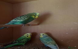 Budgerigars birds for sale: Budgies, mixed colours, only afew left now - Image 4
