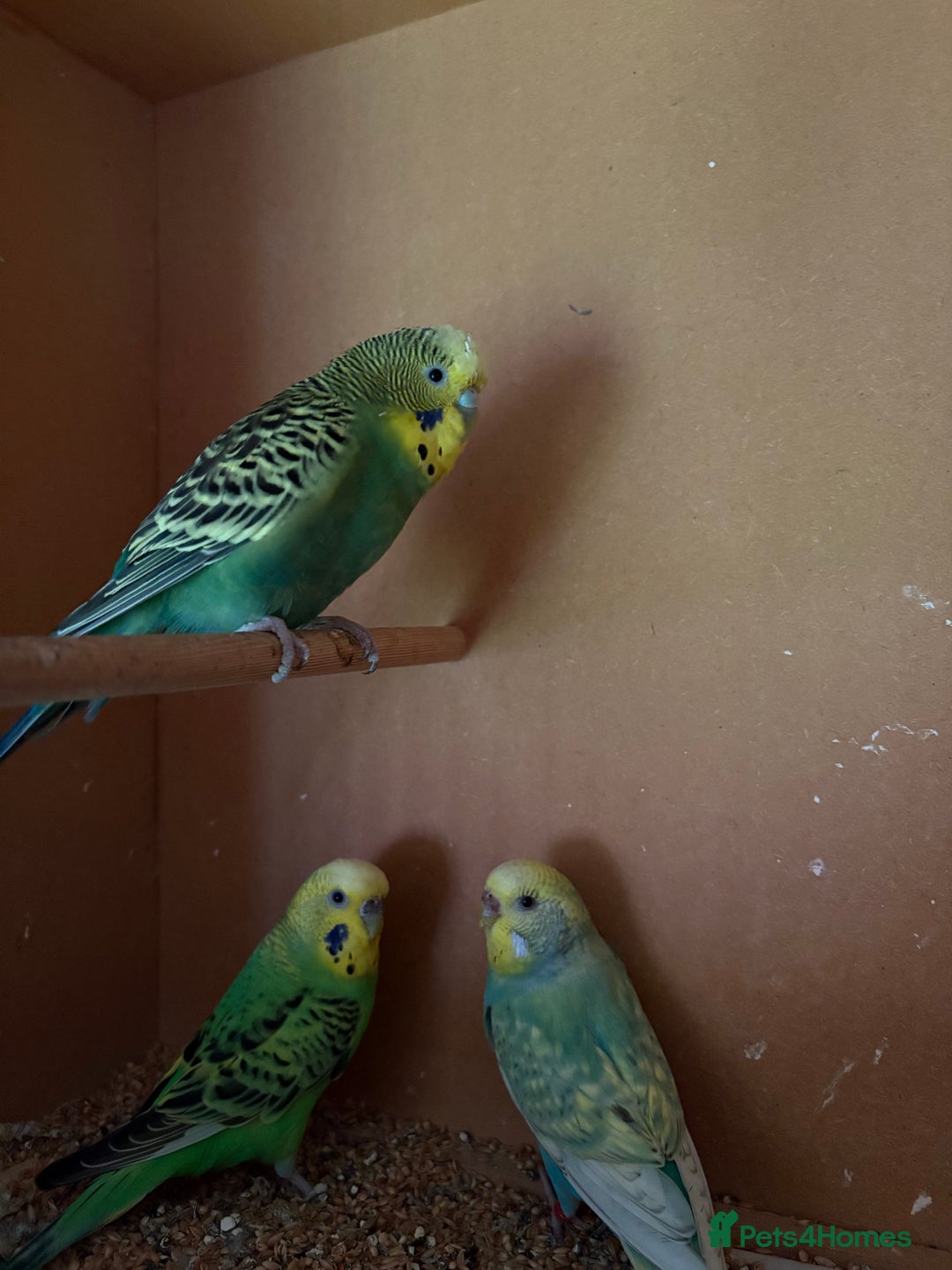 Budgerigars birds for sale: Budgies, mixed colours, only afew left now - Image 4