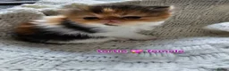 Persian cats for sale: Stunning persians  - Advert 4