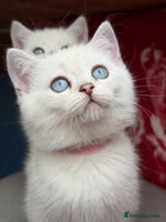 British Shorthair cats - Advert 9