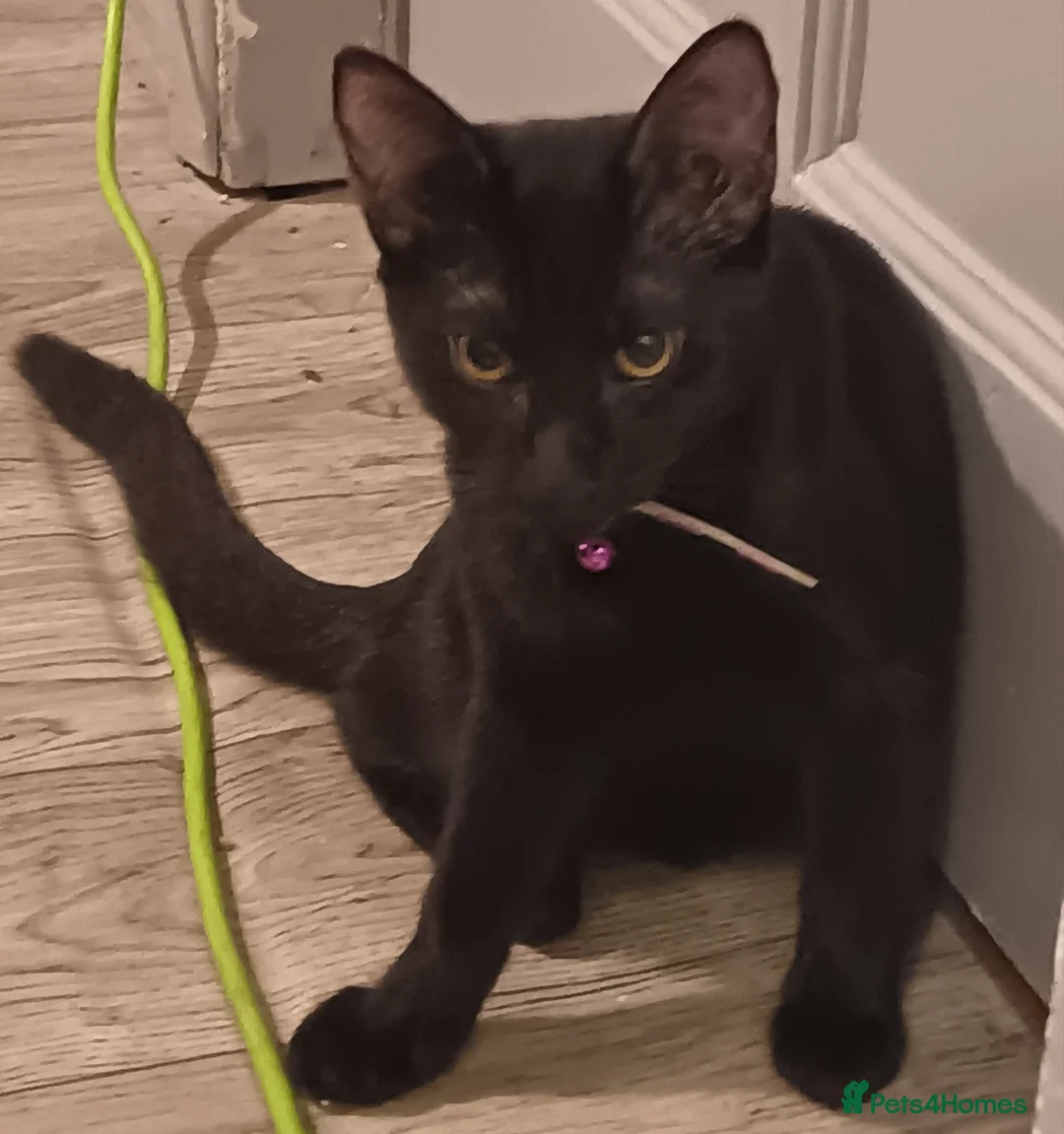 Siamese cats for sale: Siamese cats  in Swadlincote - Advert 1