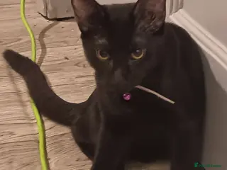 Siamese cats Siamese cats - Advert 2