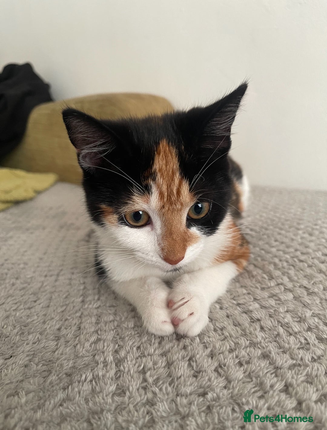 Mixed Breed cats for sale: Calico & Mixed Breed - Image 9