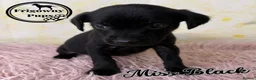 Labrador Retriever dogs for sale: 🖤💛 ADORABLE LABRADOR PUPPIES 💛🖤 - Advert 13