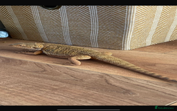 Bearded Dragon reptiles for sale: Bearded dragon  - Image 1