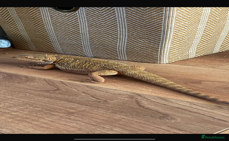 Bearded Dragon reptiles - Advert 5