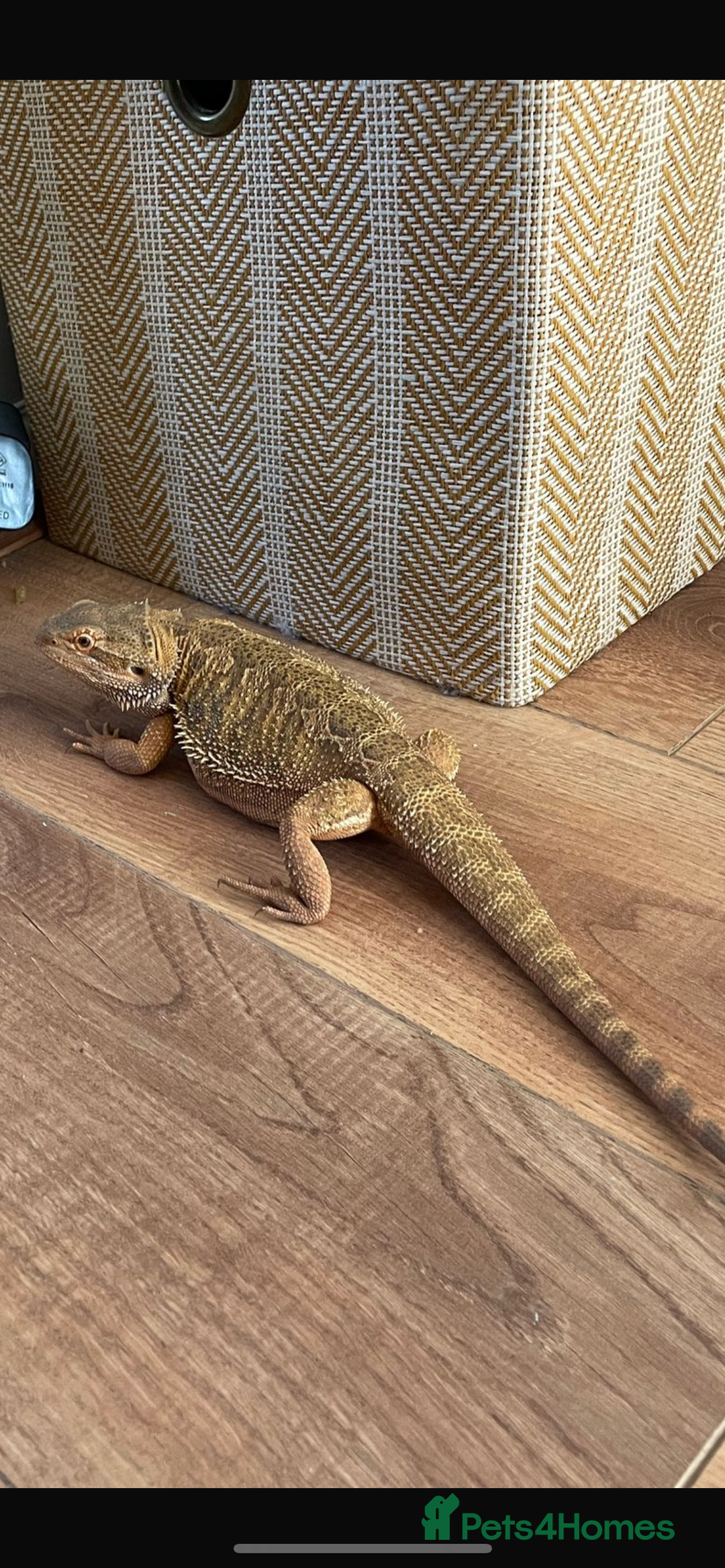 Bearded Dragon reptiles for sale: Bearded dragon  - Image 1