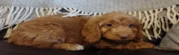 Cockapoo dogs for sale: Cockapoo puppies for sale - Advert 14