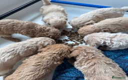 Cockapoo dogs for sale: Wonderful snuggle buddy  - Image 10