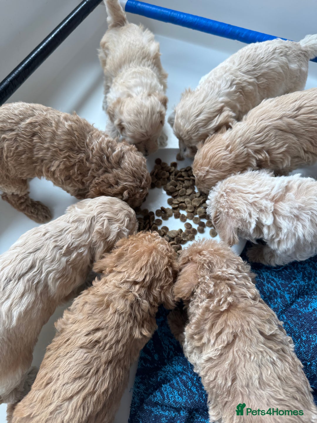 Cockapoo dogs for sale: Wonderful snuggle buddy  - Image 10