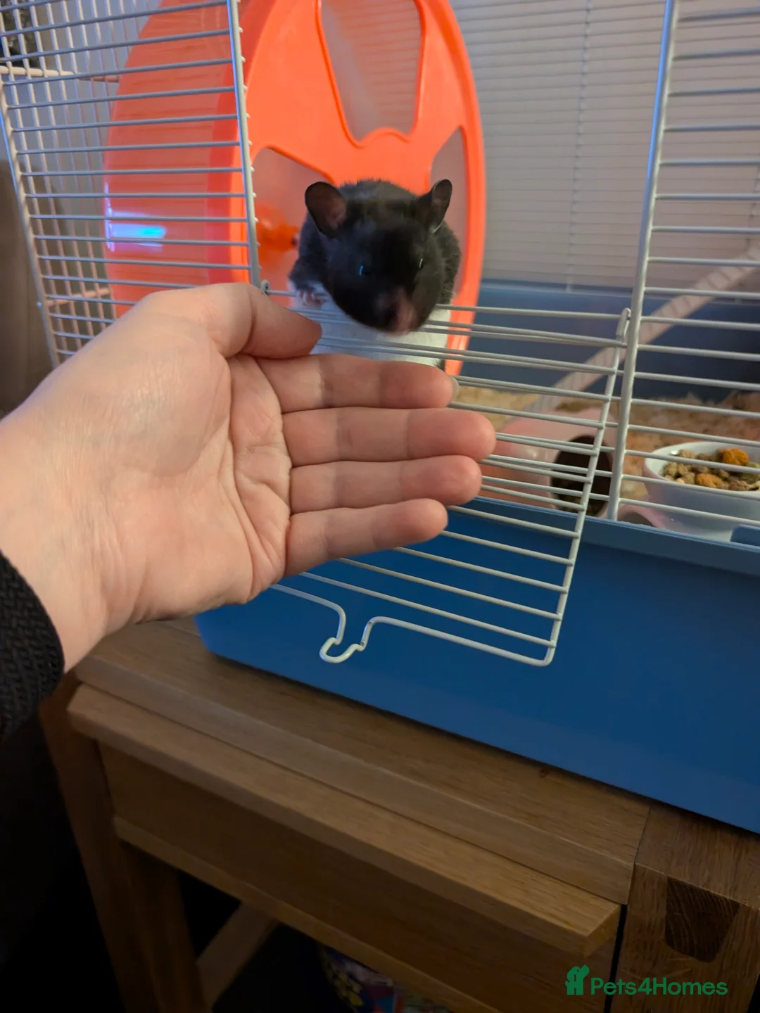 Hamster rodents for sale: Syrian hamster female  - Advert 3