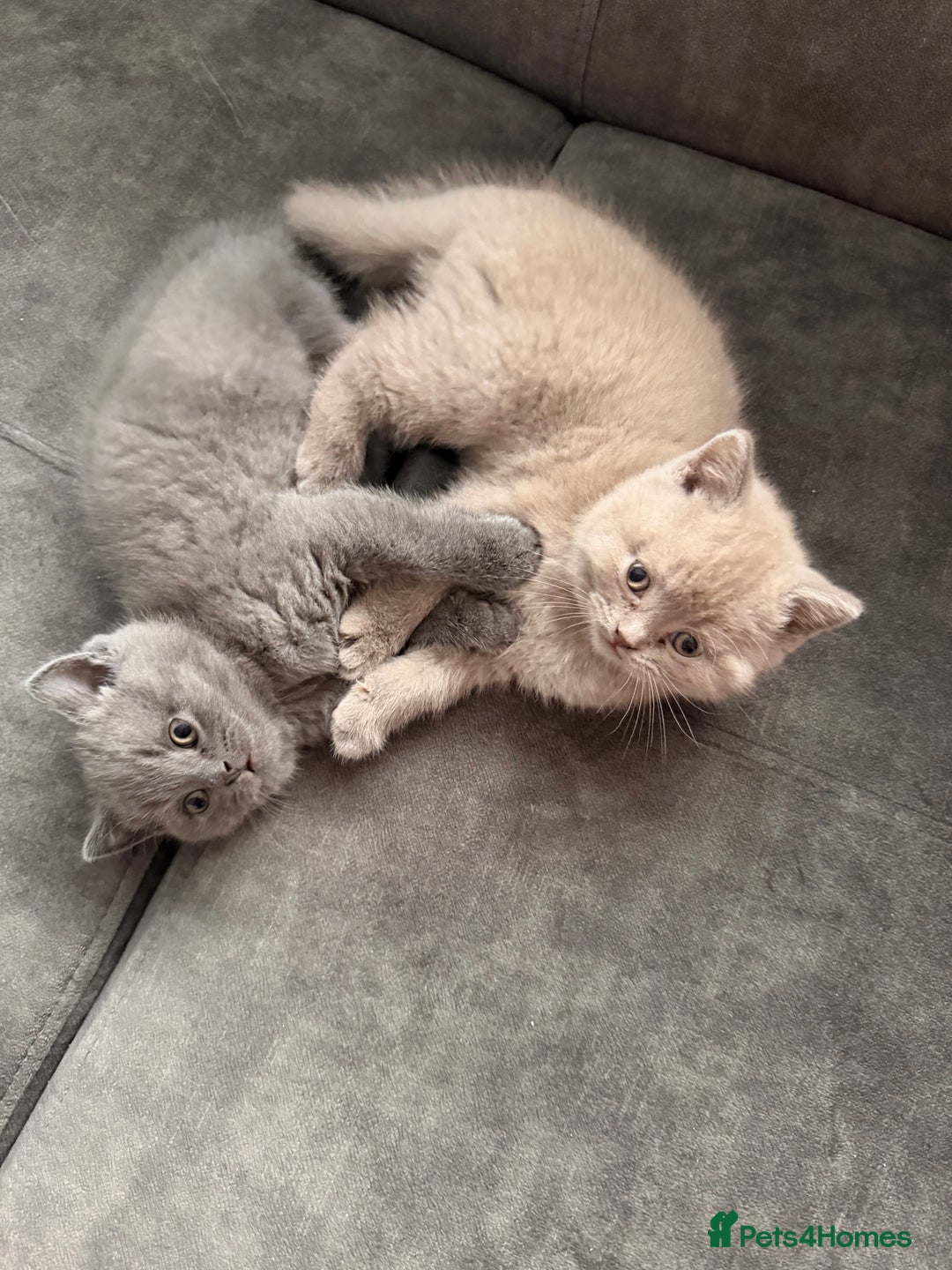 British Shorthair cats for sale: Wonderful, fluffy kittens - Advert 5