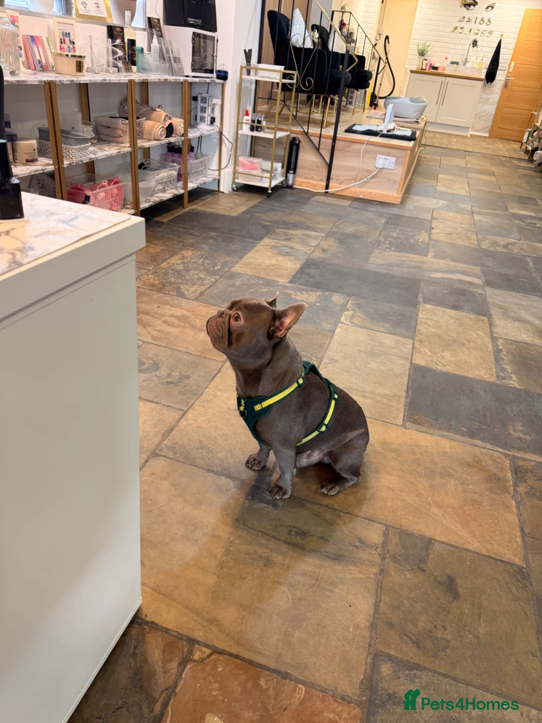 French Bulldog dogs for sale: 18 month old male French bulldog - Advert 2