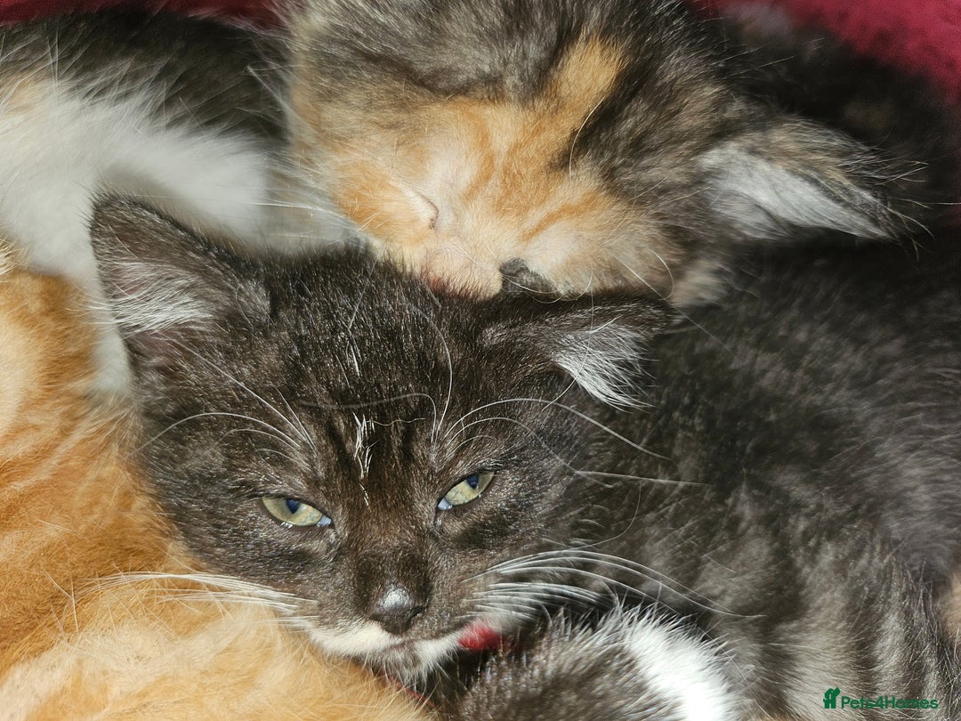 Mixed Breed cats for sale: Quarter persian fluffy kittens for sale - Image 12