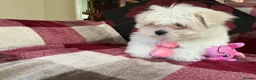 Maltese dogs for sale: Maltese puppy for sale  - Advert 4