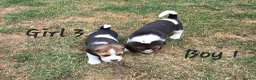 Beagle dogs for sale: Gorgeous KC reg puppies - Advert 36