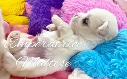 Maltese dogs for sale: Tiny KC Reg. Korean Line Maltese- by Emperatrice - Image 6