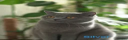 British Shorthair cats for sale: British Shorthair Cats Looking for a Loving Home in London - Advert 2