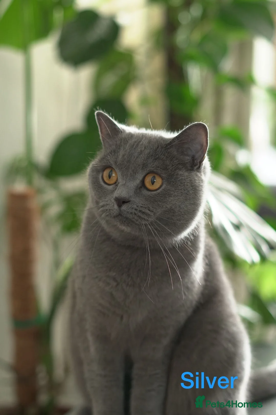British Shorthair cats for sale: British Shorthair Cats Looking for a Loving Home in London - Advert 2