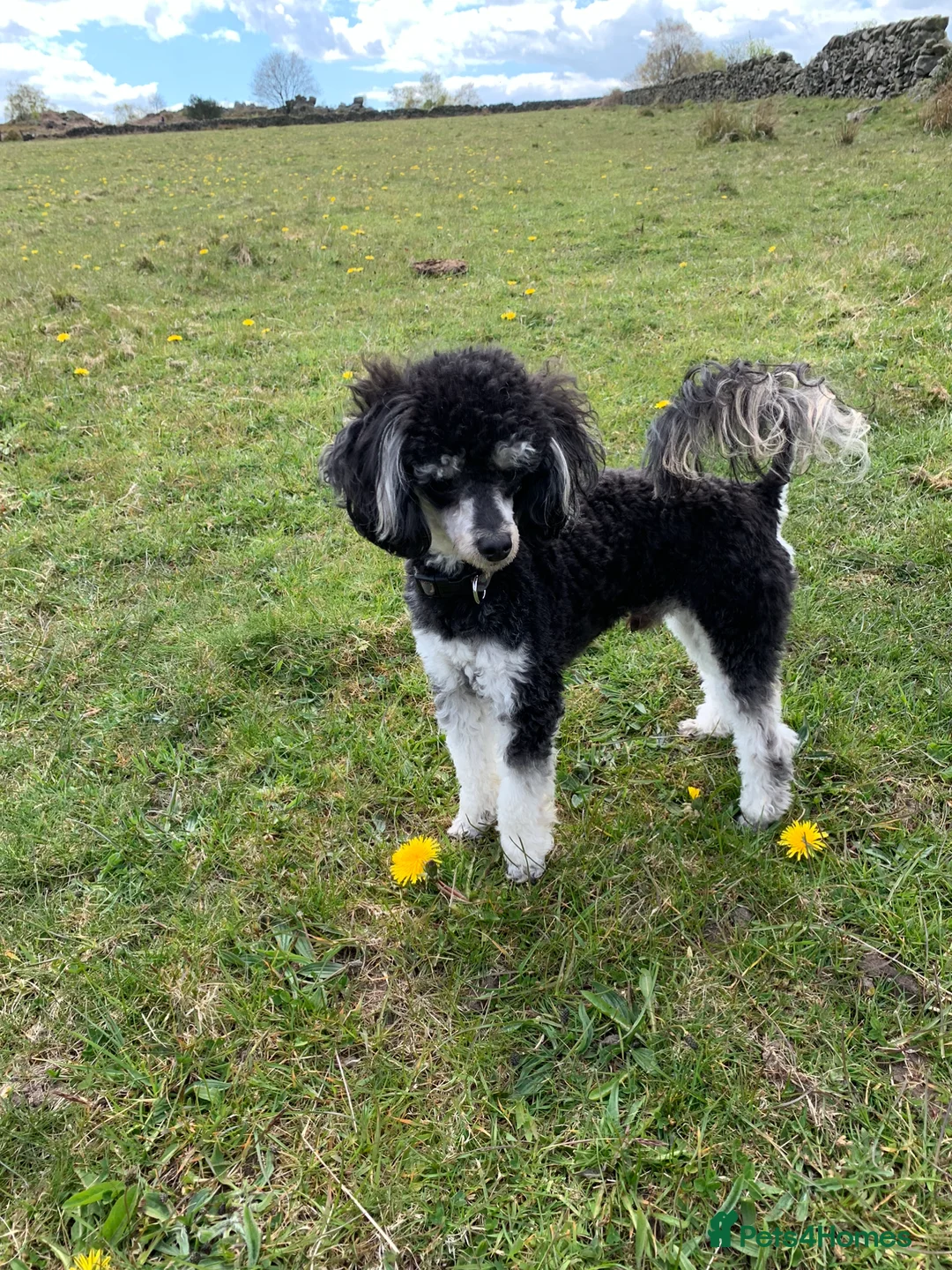 Toy Poodle dogs for stud: Phantom Toy Poodle Tri colour KC (STUD ONLY) in Coalville - Advert 3