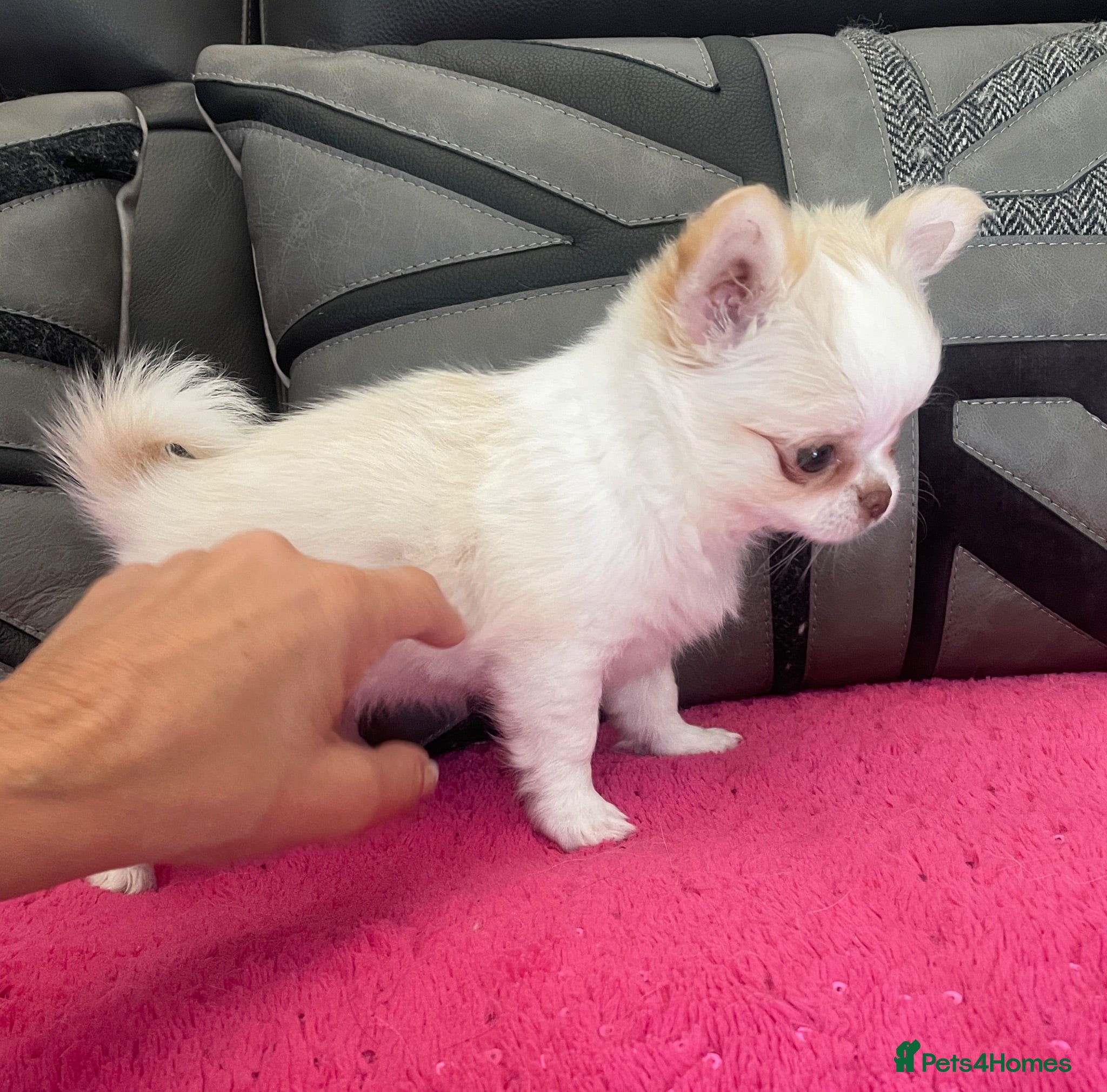 Chihuahua dogs One stunning little Girl 💖🌟💖 Ready next week - Advert 5