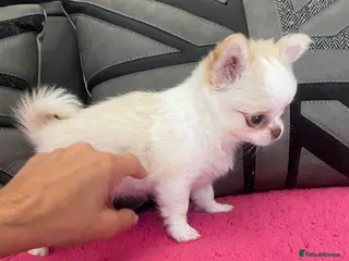 Chihuahua dogs One stunning little Girl 💖🌟💖 Ready next week - Advert 5