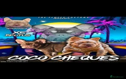 French Bulldog dogs for sale: QUALITY FLUFFY FRENCHIE'S  - Image 8