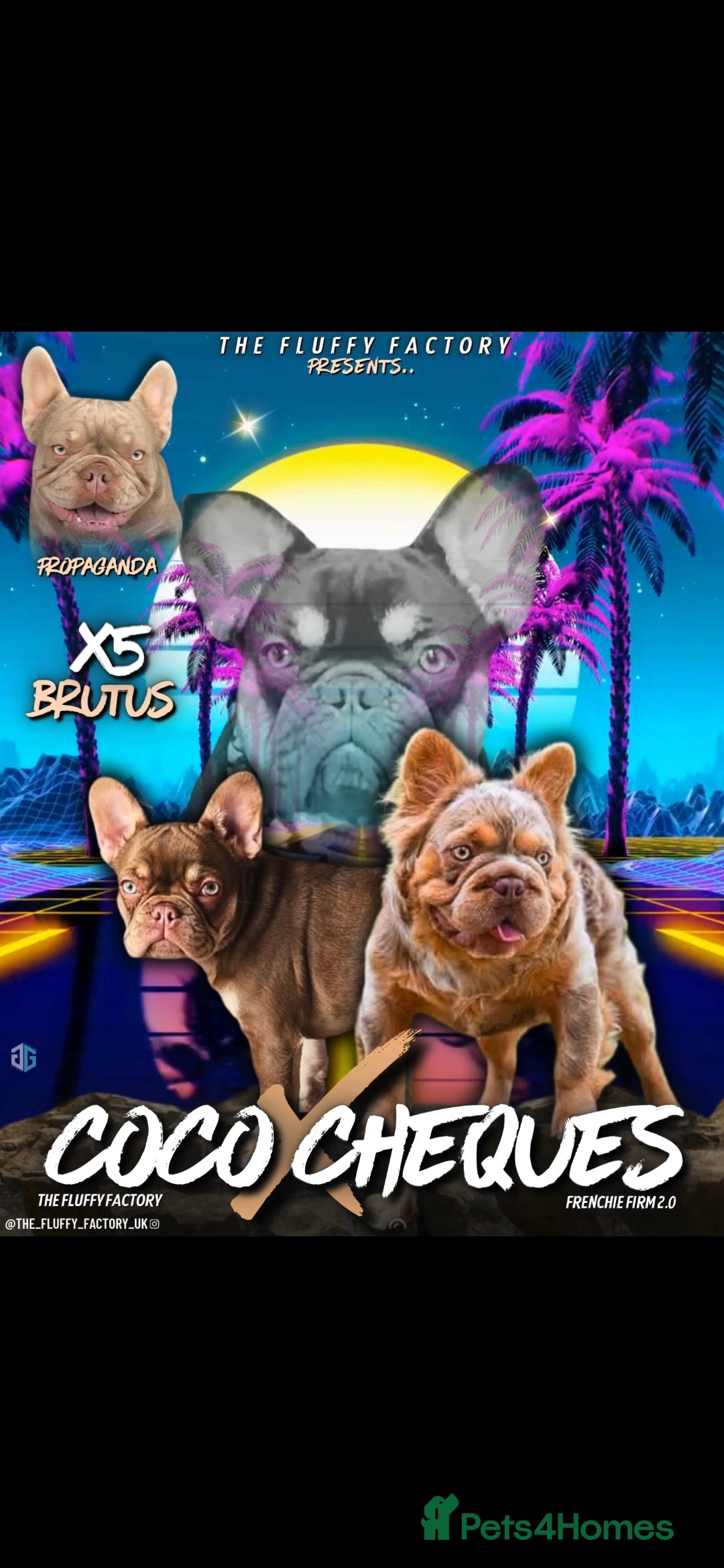 French Bulldog dogs for sale: QUALITY FLUFFY FRENCHIE'S  - Image 8