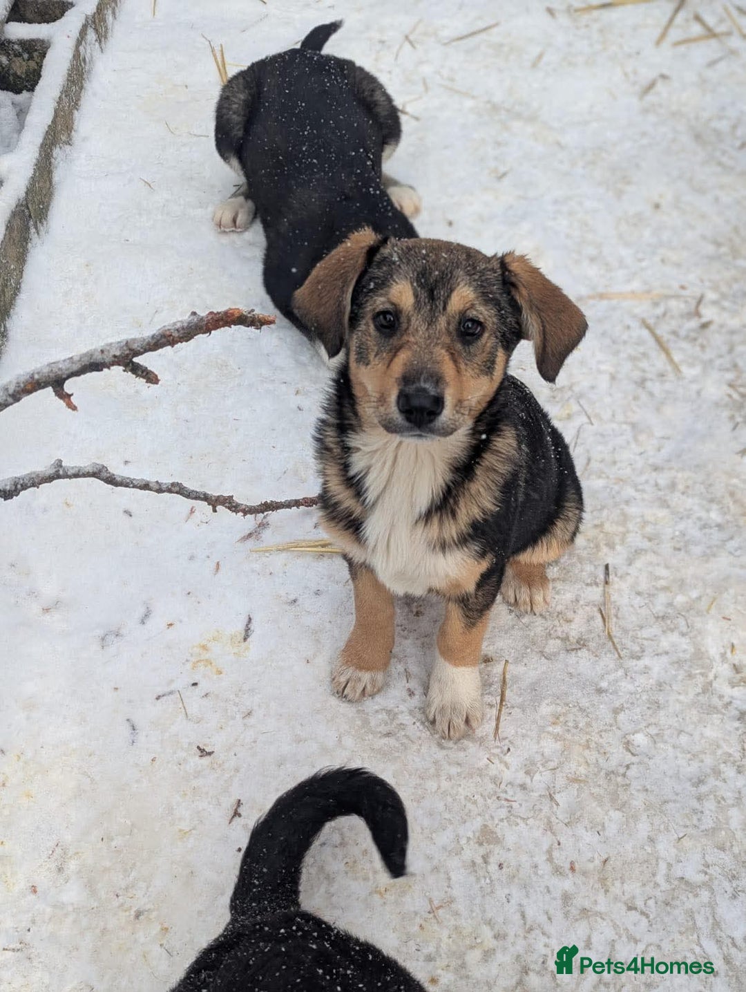 Mixed Breed dogs for adoption: Faline 💛 - Advert 1