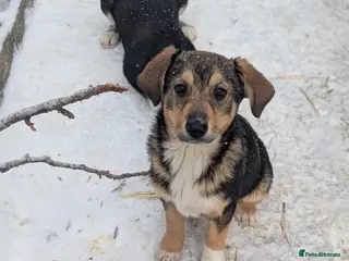 Mixed Breed dogs Faline 💛 - Advert 5