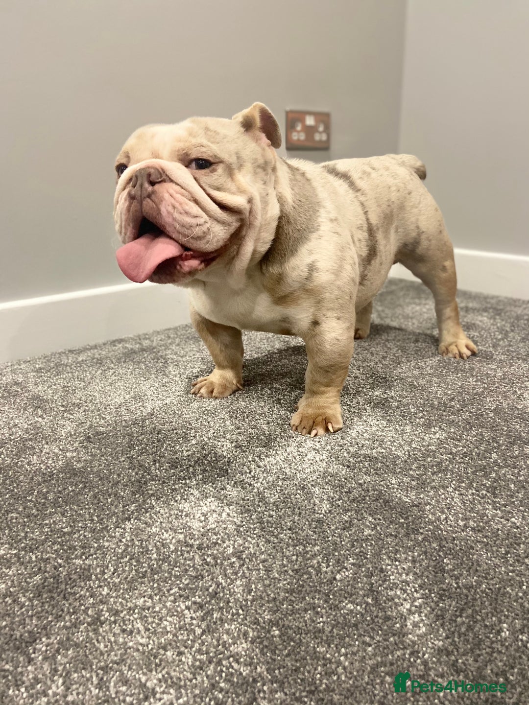 English Bulldog dogs for sale: Male Lilac Merle English bulldog  - Image 7