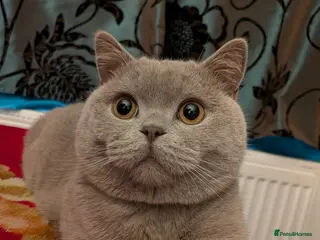 British Shorthair cats Lilac male British shorthair - Advert 5