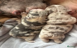 English Bulldog dogs for sale: LAST BOY ENGLISH BULLDOG PUP in South Ockendon - Image 12
