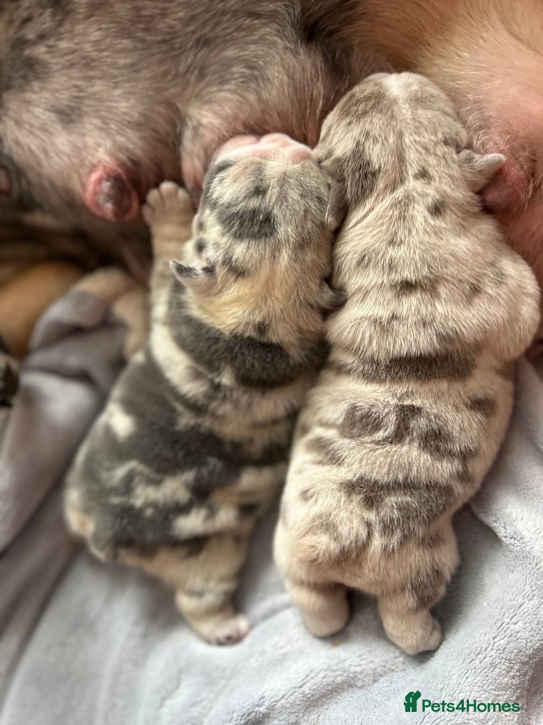 English Bulldog dogs for sale: LAST BOY ENGLISH BULLDOG PUP in South Ockendon - Image 12