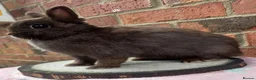 Netherland Dwarf rabbits for sale: 8 months old chocolate self Netherland  female  - Advert 4