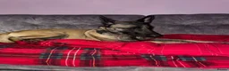Belgian Shepherd Dog dogs for sale: belgian malinois  in Alexandria - Advert 2