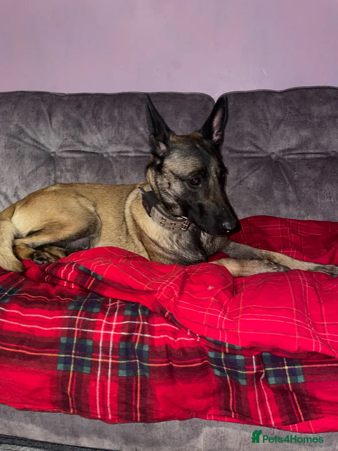 Belgian Shepherd Dog dogs for sale: belgian malinois  in Alexandria - Advert 2