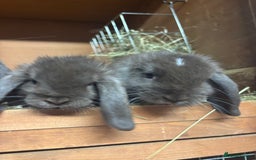 Mini Lop rabbits for sale: Mini lops  - Image 4
