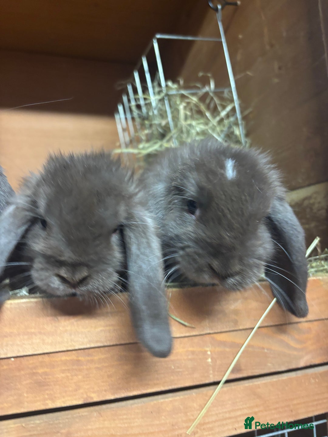Mini Lop rabbits for sale: Mini lops  - Image 4