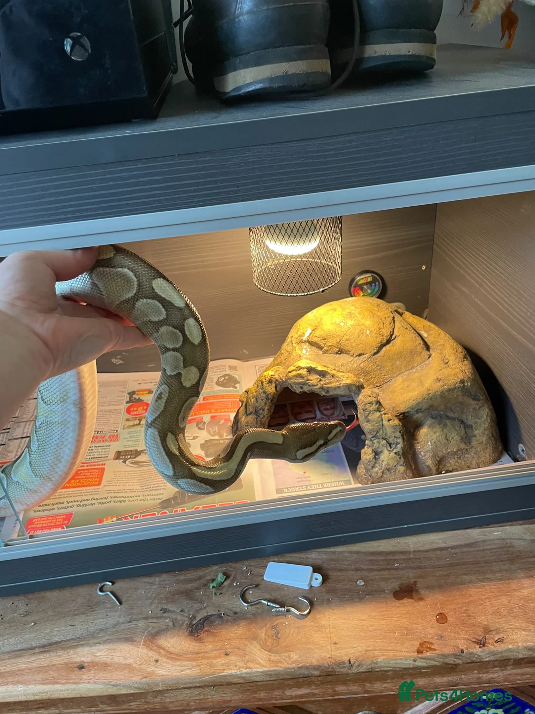 Python Snake reptiles for sale: Friendly royal python  - Advert 2