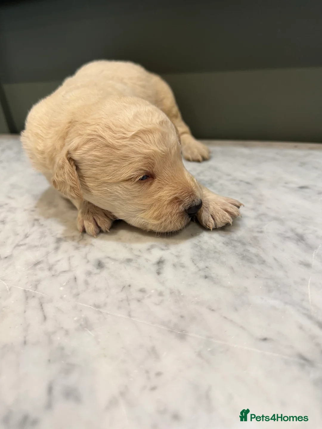 Labradoodle dogs for sale: Labradoodle puppies for sale - Advert 8