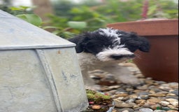 Mixed Breed dogs for sale: Poodle cross - Image 19